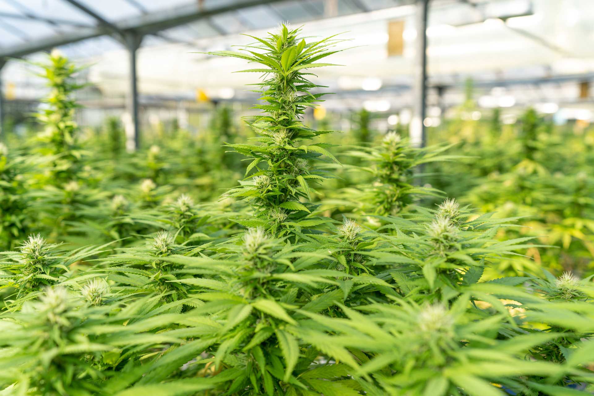 What is Delta 8 THC?